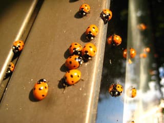 Ako sa šikovne zbaviť