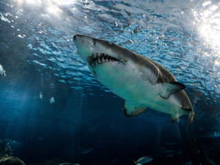 Skutočne hrôzostrašná fotografia žraloka