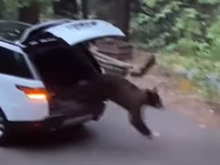 Medveď vyskakuje z auta.