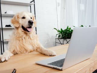 Ako zvládnuť prácu v