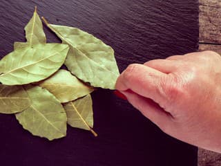 BOBKOVÝ list na RADIÁTORE