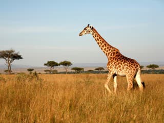 Hororový útok žirafy: Na
