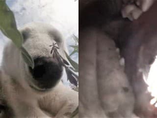 Unikátne VIDEO priamo z