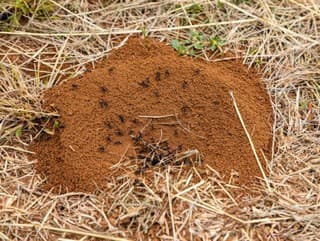 Detailná FOTO mravca zblízka