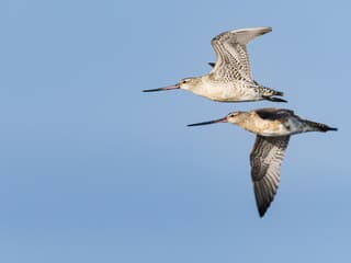 Neuveriteľné! Vedci zaznamenali najdlhší
