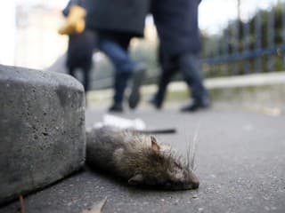 VIDEO NAFETOVANÉ POTKANY vyliezajú