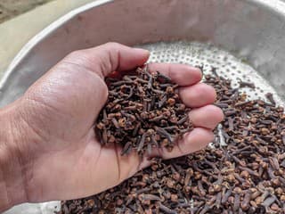 Vianočné KORENIE ako prírodný