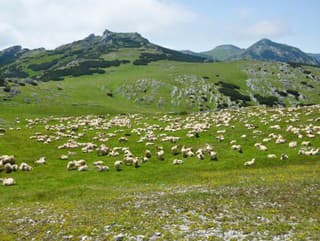 Správanie stáda oviec vyvoláva