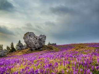 Krásna, ale veľmi nebezpečná: