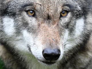 Vlk dravý (Canis lupus)