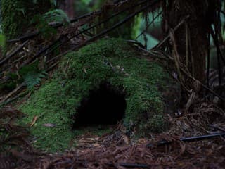 V lesoch neďaleko Trenčína