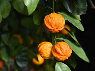 Pomôže s METABOLIZMOM, ktorý