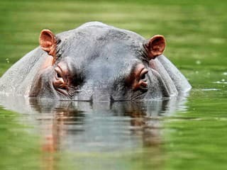 Neuveriteľný zázrak: Hroch prehltol