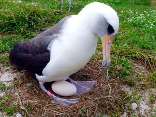 Najstarší známy vták sveta