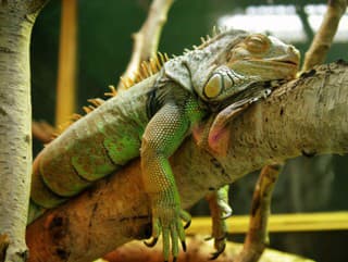 Apokalypsa na Floride: Zo