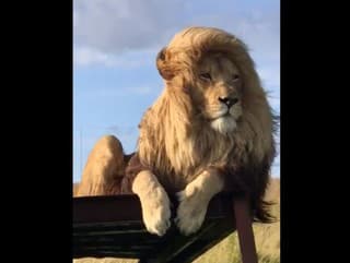 VIDEO leva v rezervácii