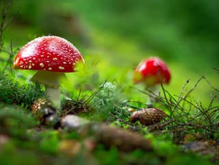 Hovoriace huby či inzerát