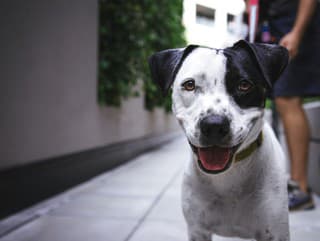 Kuriózna situácia: Psa z