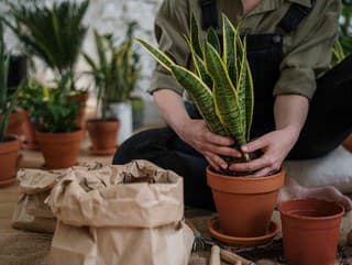 KVÍZ Najobľúbenejšie izbové rastliny: