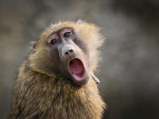 KVÍZ plný NADÁVOK: Nie