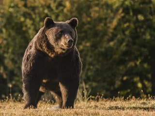 VIDEO Medveď v BLÍZKOSTI