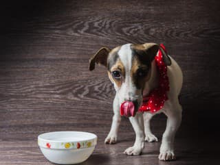 Krmivo pre zvieratá nemusíte