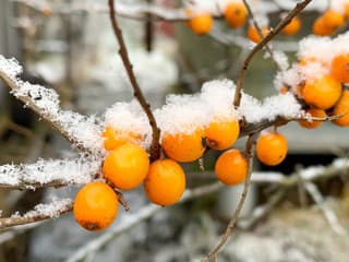 Rastlina s DERMATOLOGICKÝM potenciálom: