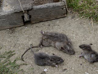 V uliciach strašia OBROVSKÉ