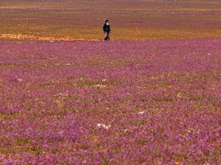 Púšť sa zmenila na