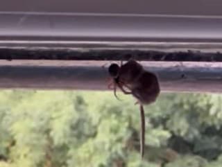 VIDEO nevhodné pre arachnofobikov: