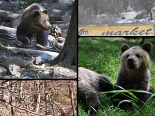 VIDEO Zoči-voči medveďovi! ŠELMA