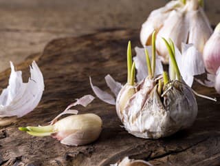 Keď sa cesnak začína