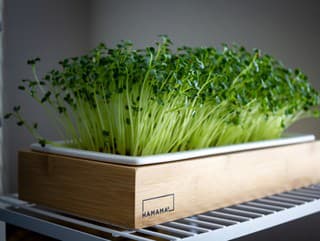 Poznáte výhody pestovania „microgreens“?