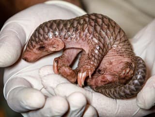 V Európe sa narodil