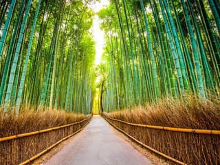 Bambusový les na okraji