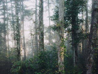 Máš rád folk horor,