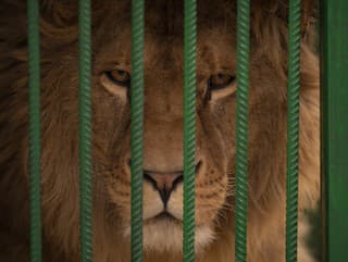 Bratislavská zoo má nový