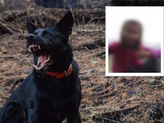 BRUTÁLNY ÚTOK psa na