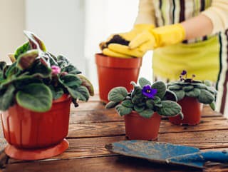 Jarná starostlivosť o izbové