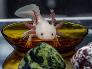 Rebríček najčudnejších domácich zvierat: