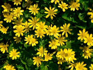 Účinná pomoc na BRADAVICE?