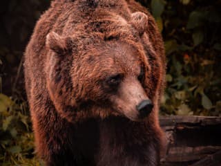 VIDEO Medveďom zoči-voči! Prípady