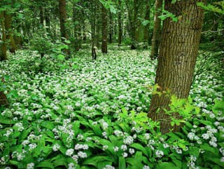 Jednoduchý trik, ako rozlíšiť