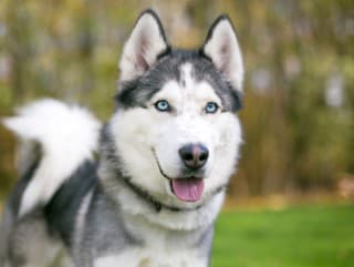 Roky bol AGRESÍVNY kvôli