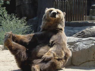 Tento MEDVEĎ je hitom