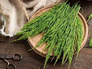 KRÁĽOVNÁ medzi bylinkami, ktorá