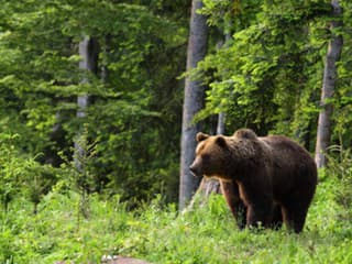 VIDEO VEĽKÉ VAROVANIE Medvede