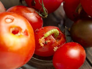 Húsenice v rajčinách nie