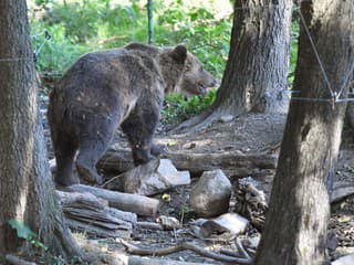 VIDEO TOTO medveď vystrájal