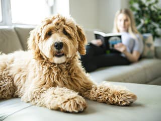 Rebríček najobľúbenejších plemien psov: